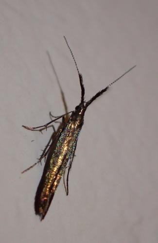 Coleophora sp.